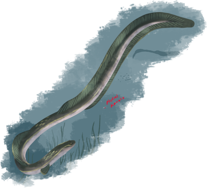 File:1yseel.png