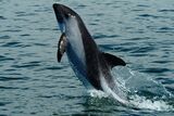 A leaping black dolphin