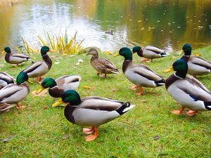 GreatPondDucks.jpg